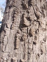 Ceiba aesculifolia