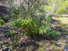 Ambrosia ambrosioides