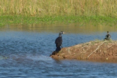 Nannopterum brasilianum