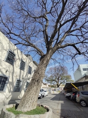 Ceiba aesculifolia