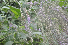 Eirmocephala brachiata