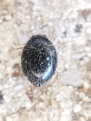 Scymnus rubromaculatus