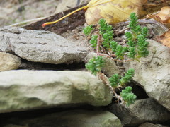 Sedum