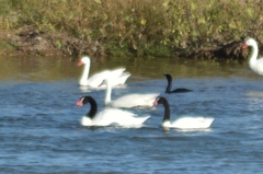 Cygnus melancoryphus