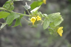 Malachra rudis