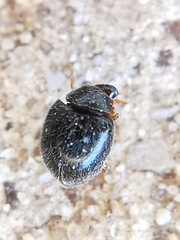 Scymnus rubromaculatus