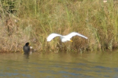 Egretta thula