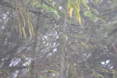 Phylloscopus magnirostris