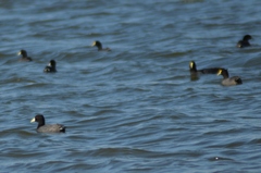 Fulica leucoptera