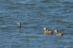 Podilymbus podiceps
