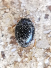 Scymnus rubromaculatus