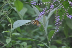 Athesis clearista