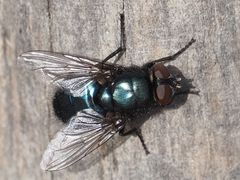 Protophormia terraenovae