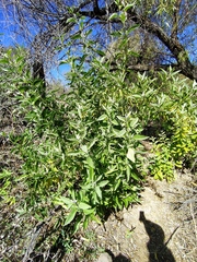 Ambrosia ambrosioides