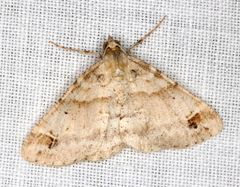 Syneora hemeropa
