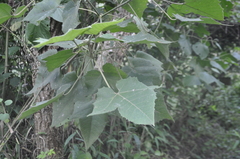 Mallotus paniculatus