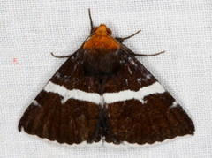 Buzara frontinus