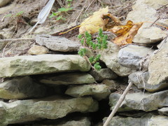 Sedum