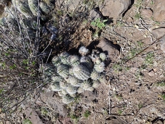 Echinocereus stolonifer tayopensis