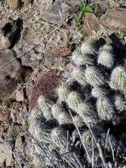Echinocereus stolonifer tayopensis