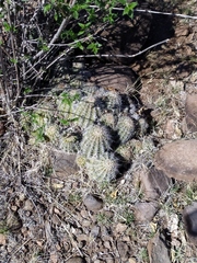 Echinocereus stolonifer tayopensis