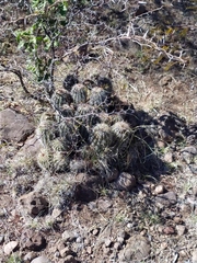 Echinocereus stolonifer tayopensis