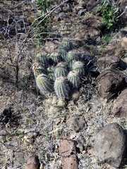 Echinocereus stolonifer tayopensis