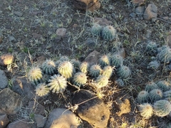 Echinocereus stolonifer tayopensis