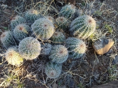 Echinocereus stolonifer tayopensis