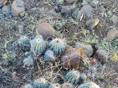 Echinocereus stolonifer tayopensis