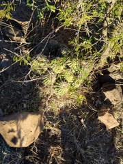 Echinocereus stolonifer tayopensis