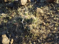 Echinocereus stolonifer tayopensis