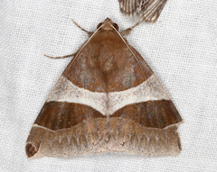 Dysgonia constricta