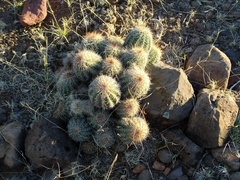 Echinocereus stolonifer tayopensis