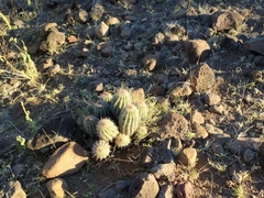 Echinocereus stolonifer tayopensis