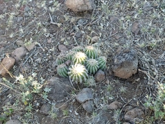 Echinocereus stolonifer tayopensis
