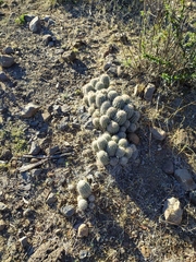 Echinocereus stolonifer tayopensis