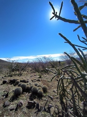 Coryphantha recurvata recurvata