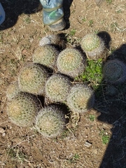 Coryphantha recurvata recurvata