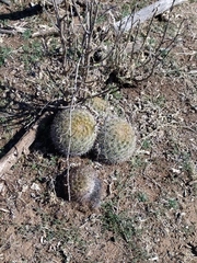 Coryphantha recurvata recurvata