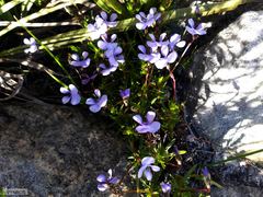 Viola decumbens