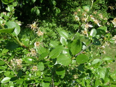 Prunus klokovii