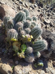 Echinocereus stolonifer tayopensis