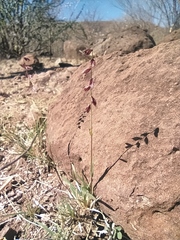 Bouteloua diversispicula