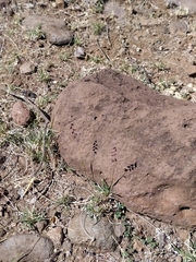 Bouteloua diversispicula