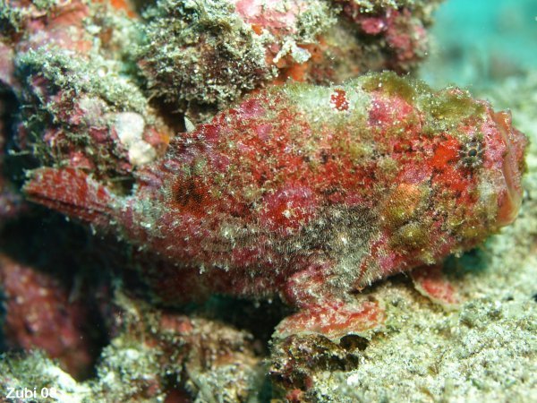 Abantennarius coccineus