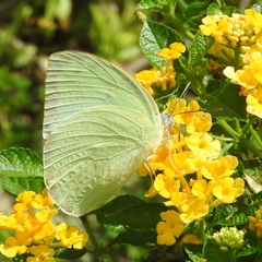 Catopsilia pomona