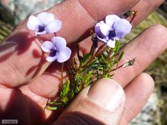 Viola decumbens