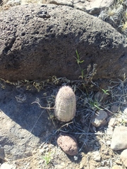 Echinocereus scopulorum pseudopectinatus