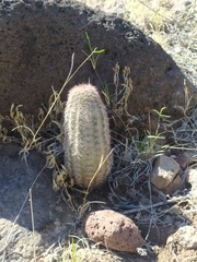 Echinocereus scopulorum pseudopectinatus